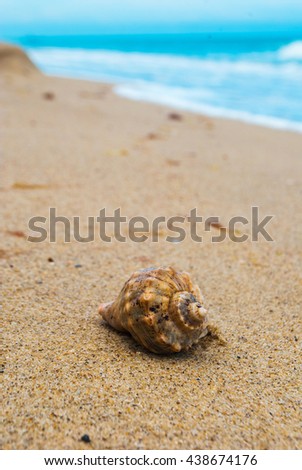 Sea shell rapan on the tropical sand beach