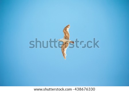 Seagull flying in the clear blue sky with open wings
