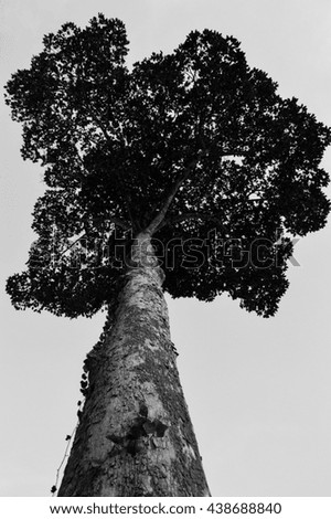 Silhouette of alatus tree in dark shade as black and white picture