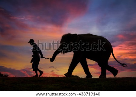 The silhouette of  Elephant and mahout in Surin provine ,Thailand .