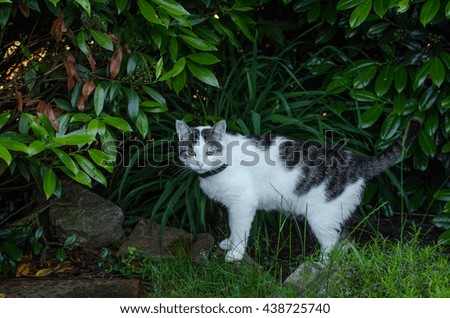 Cat in garden

