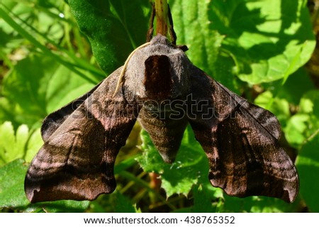 Butterfly hawk moth mottled nocturnal predator morning in the shade on vacation