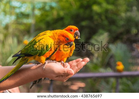 Two Sun Conure Parrot on hand