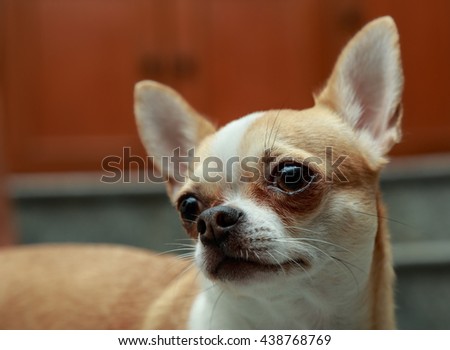 Chihuahua dog focus on face