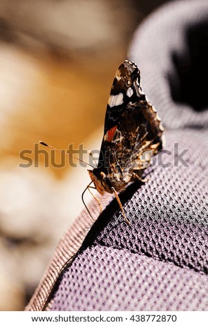  butterfly red admiral on canvas, note shallow depth of field