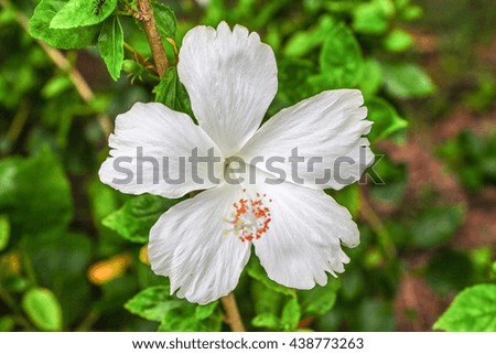 Beautiful white flower fresh in the garden