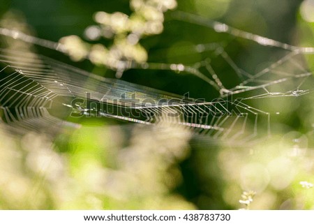 Abstract composition with spider web details and natural colors