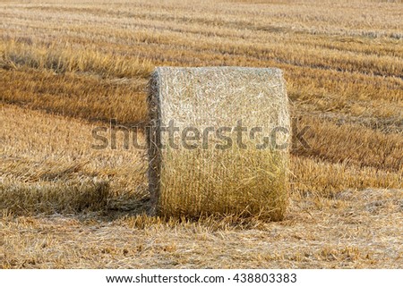  an agricultural field on which lie Straw Haystacks after the harvest, a small depth of field