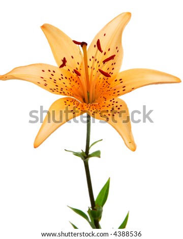 The pink tiger's lilly isolated on white background