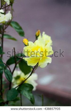 Colorful, beautiful, delicate rose in the garden