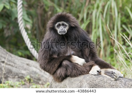 A white handed Gibbon sitting on a rock. It looks sad, like it's contemplating some bad news. Many Gibbons come from Southeast Asia