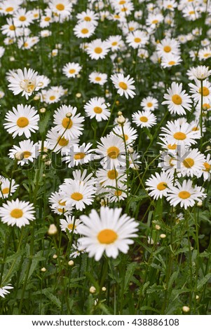 Blooming daisies in early summer.