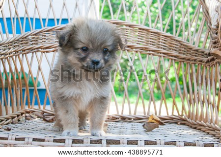 Small brown puppy sitting on the chair