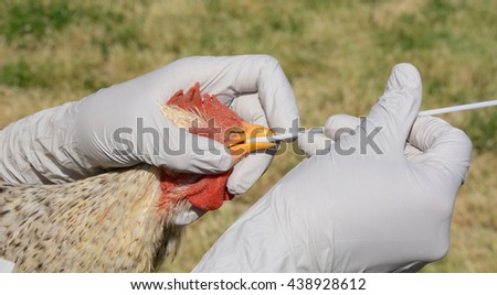 Swabbing barred rock mix breed rooster to test for avian influenza Royalty-Free Stock Photo #438928612