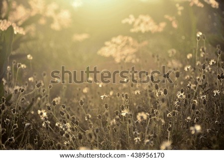 Vintage soft focus of dried grass flower in natural background