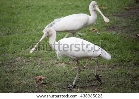 Two  majestic Australian Platalea flavipes yellow billed  royal spoonbills are  walking  on the green grass in  the park on a cloudy  afternoon in early winter in Bunbury Western Australia.