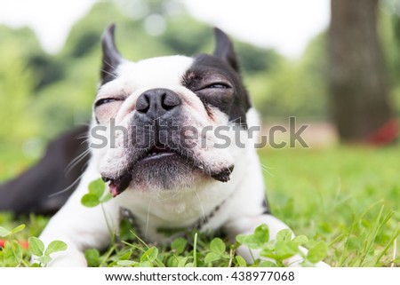 Boston terrier/Pet/Dog