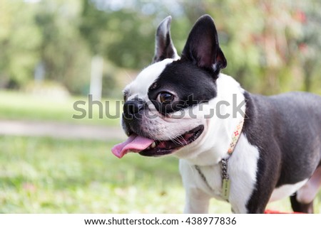 Boston terrier/Pet/Dog