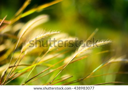 Background of grass and flowers at sun rise, soft focus and blur.