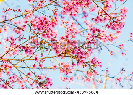 Cherry Blossum Flowers at Chiangmai Province, Thailand