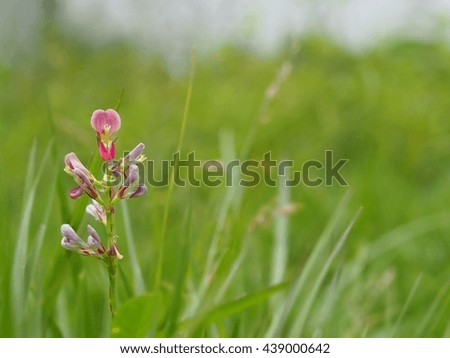 Purple flowers on green leaves.Vintage Style and Blurred background.