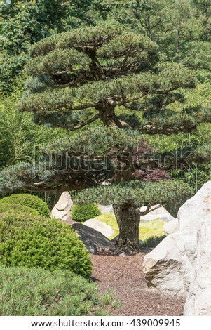 Closeup view of the shaped pine tree in the Japanese garden. Vertically.