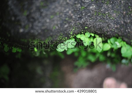 moss and leaves in wet forest