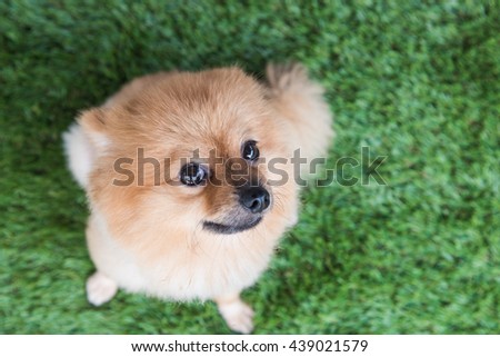Pomeranian dog on green grass look me