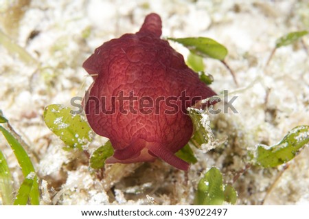 Red sea slug