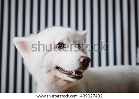 Japanese Spitz Dog