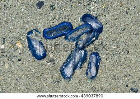 me jellyfish Velella beached on the shore in the sand