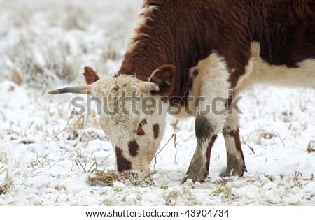 young bull grazing in a snow covered field (one of a series of pictures featuring cattle and horses in snow)