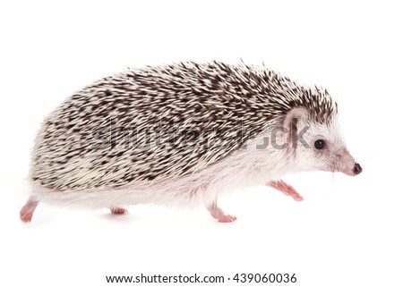 African hedgehog on white background