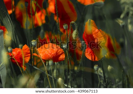 blooming red poppies on a background sunny rays
