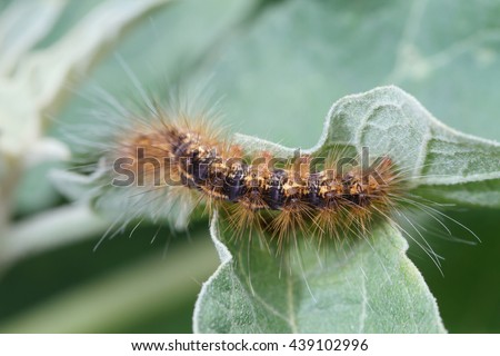 Caterpillar on green leaf background, selection focus