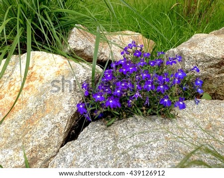 Dark blue lobelia flowers in rock garden between stones