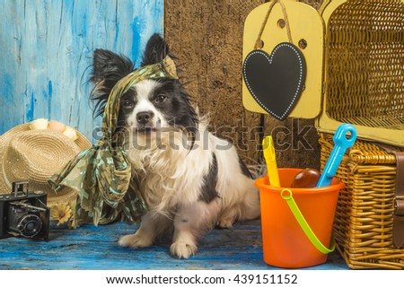 Summer holidays pet, fun dog with suitcase old camera and accessories for beach holidays on rustic wooden background