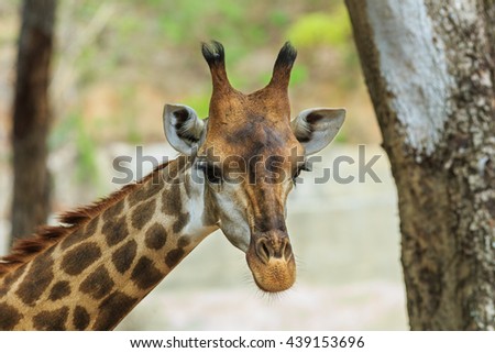Giraffe,giraffe in zoo,animal.