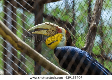 Wreathed hornbill, Bar-pouched wreathed hornbill.
