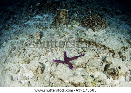 A sea star resting on the sand