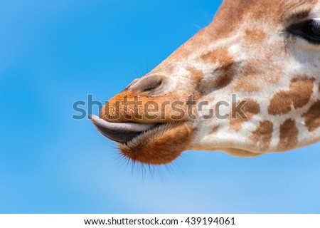 Muzzle of a giraffe, who licks his lips tongue