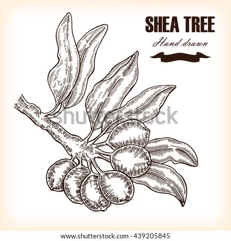 Shea tree. Hand drawn branch in sketch style. Medical plants illustration