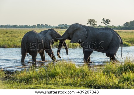 Two elephants wrestling in river at dusk