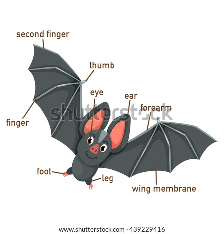 Illustration of bat vocabulary part of body vector