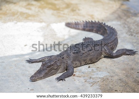 This is a picture of a saltwater crocodile for message