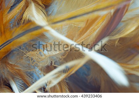 Blur brown chicken feather abstract texture vintage background