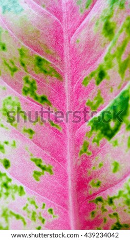 The pattern of the colorful leaf such as pink , green and white for abstract background