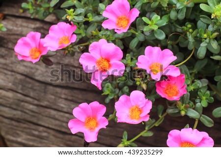 Pink flowers on the wooden background.