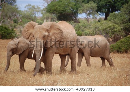 A family of elephants. The picture was taken during a safari in Kenya.