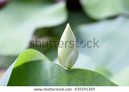  nature background with white lotus or Queen Lotus- a special lotus